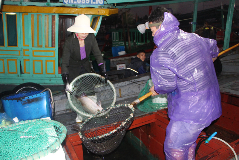 Những con cá vược tươi sống có trọng lượng từ 3-4 kg được vớt ngay dưới thuyền, sau đó được người dân cân cho thương lái để đưa về các tỉnh lân cận.