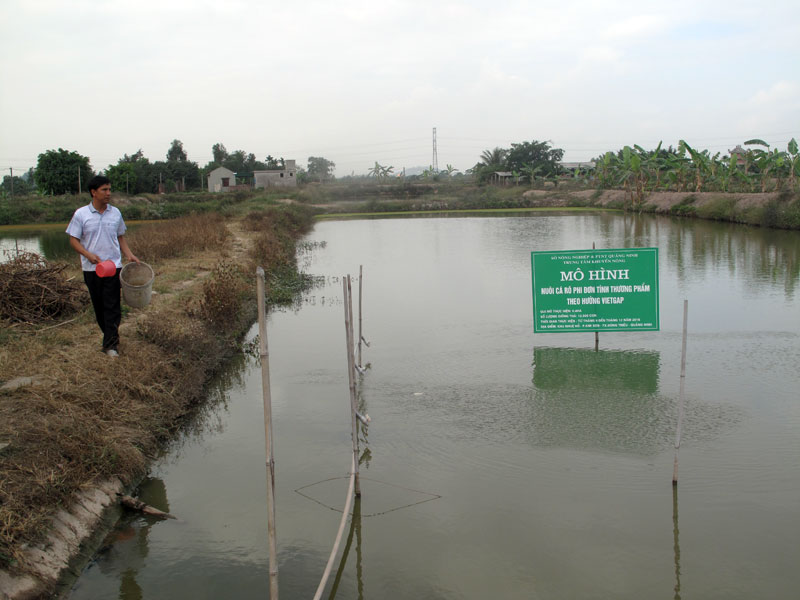 Mô hình nuôi cá rô phi đơn tính của nông dân xã 