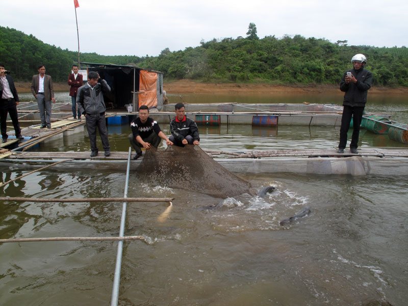 Nuôi cá lăng trong lồng