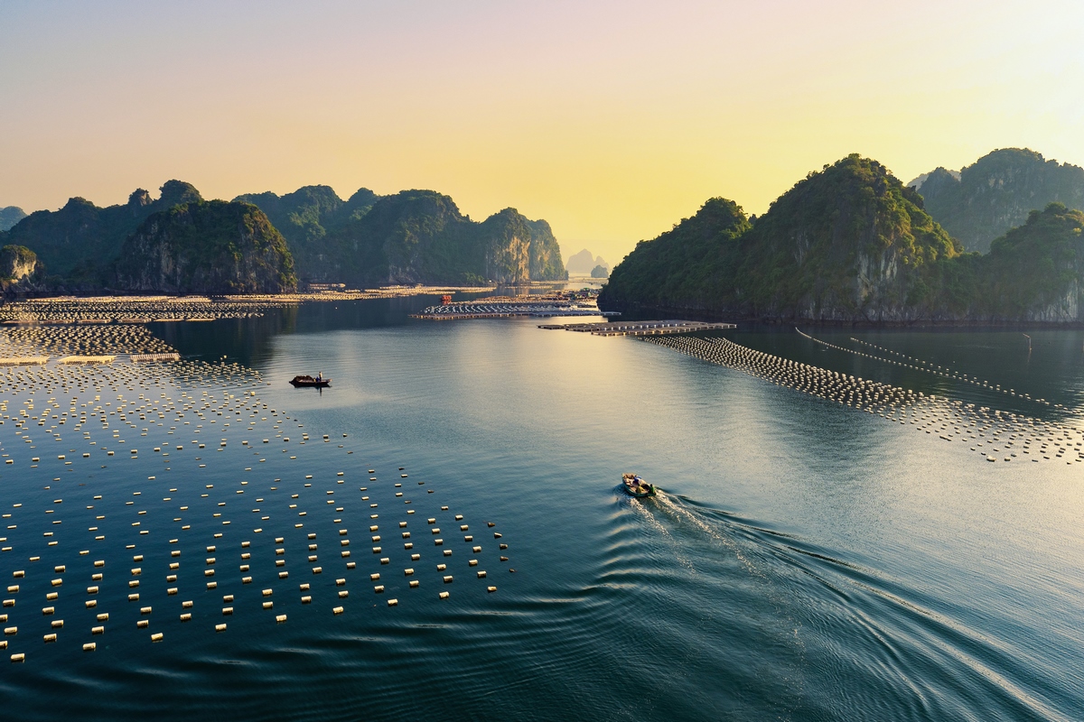 Những chiếc xuồng máy đi thăm bè nuôi hàu, nuôi cá