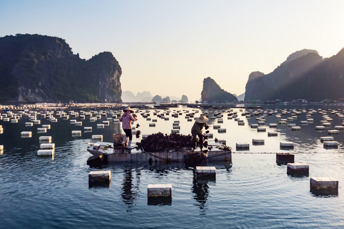 Thu hoạch hàu trên những mảng bè