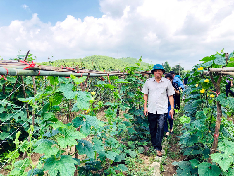 Lãnh đạo huyện Tiên Yên kiểm tra mô hình chuyên canh bí đao tại xã Đông Hải