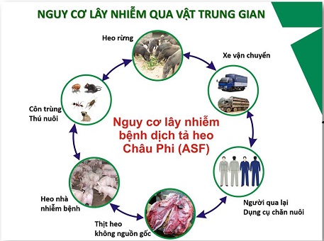 Nguy cơ lây nhiễm bệnh dịch tả lợn Châu Phi.