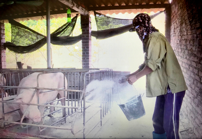 Người dân rắc vôi bột tránh dịch tả lợn Châu Phi lây lan sang đàn lợn còn khỏe mạnh.