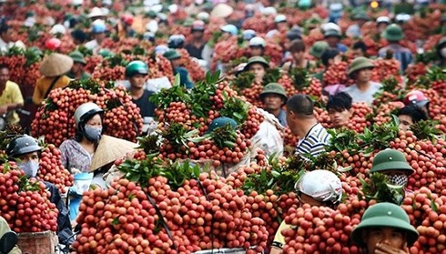 Vải thiều