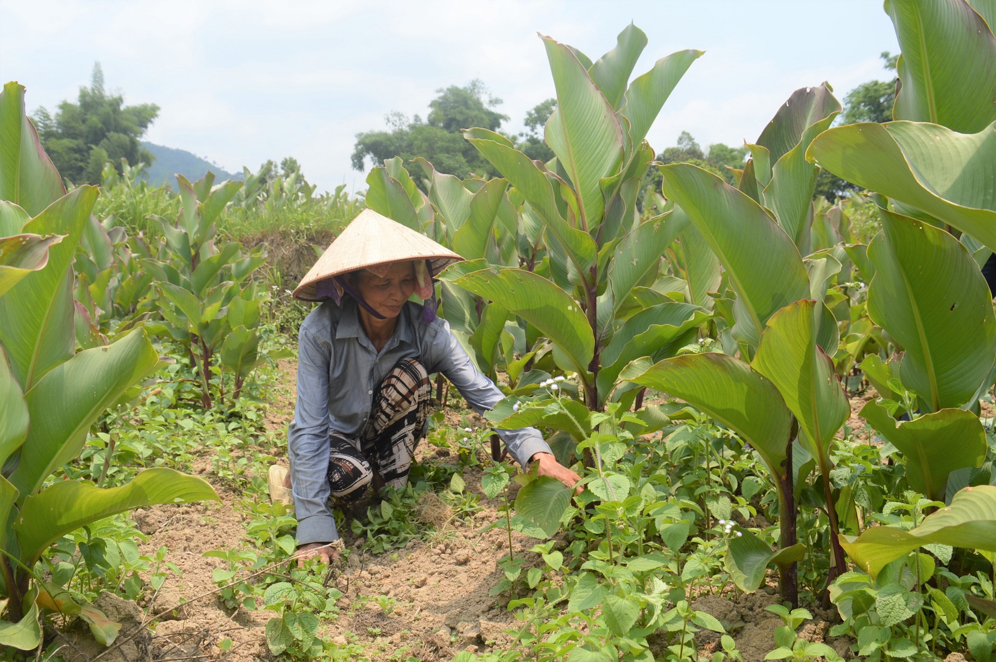 Cây dong riềng được nhân giống, phát triển quy mô lớn trở thành động lực giúp người dân Bình Liêu thoát nghèo. 