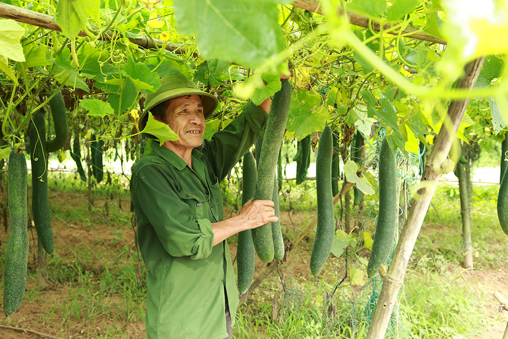 Ông Hoàng Quốc Dũng, thôn Thác Bưởi 1, xã Tiên Lãng, huyện Tiên Yên với mô hình trồng bí đao.