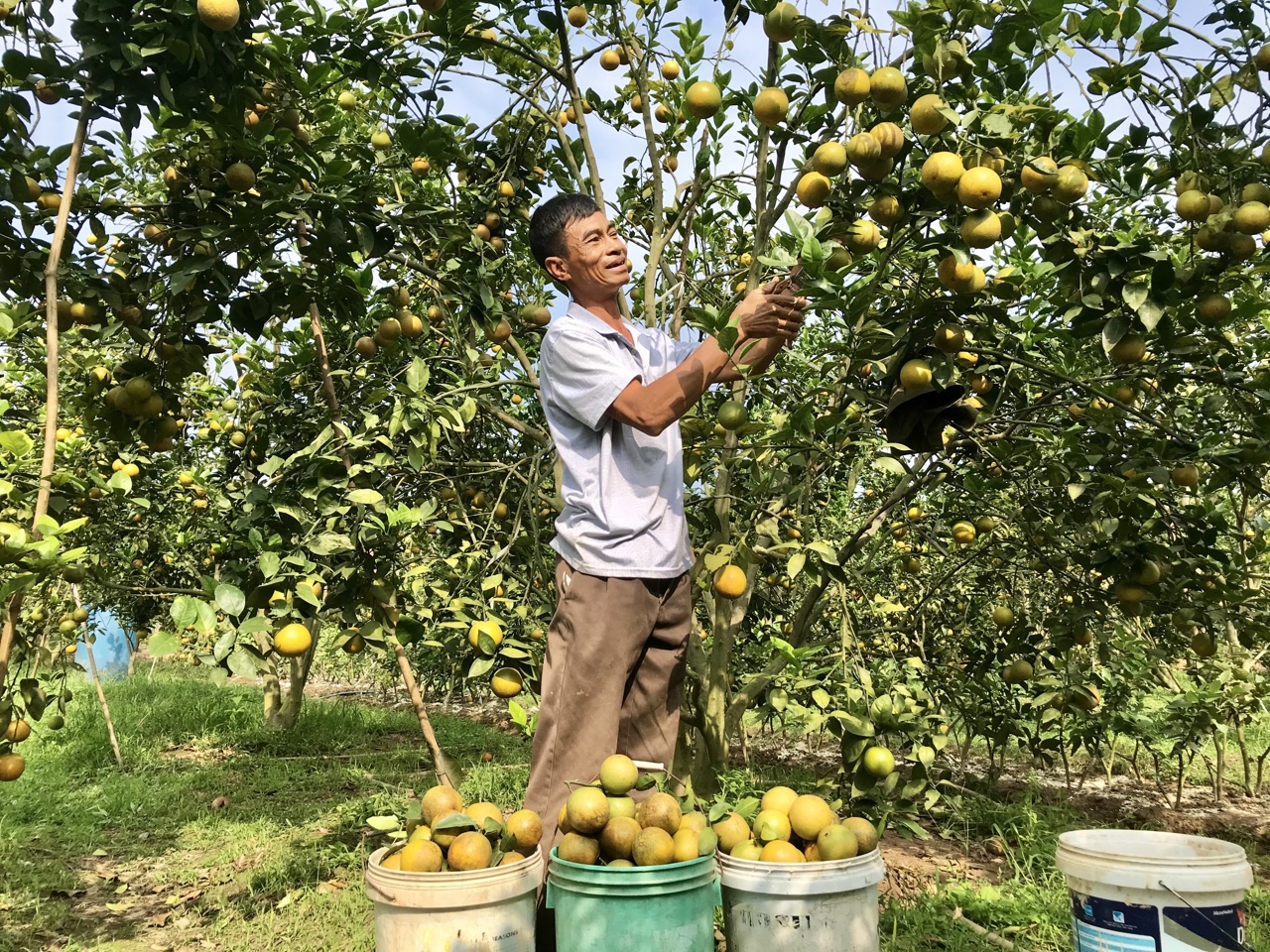Người dân thôn Đồng Vàng, xã Sơn Dương phấn khởi với những mùa nông sản bội thu.