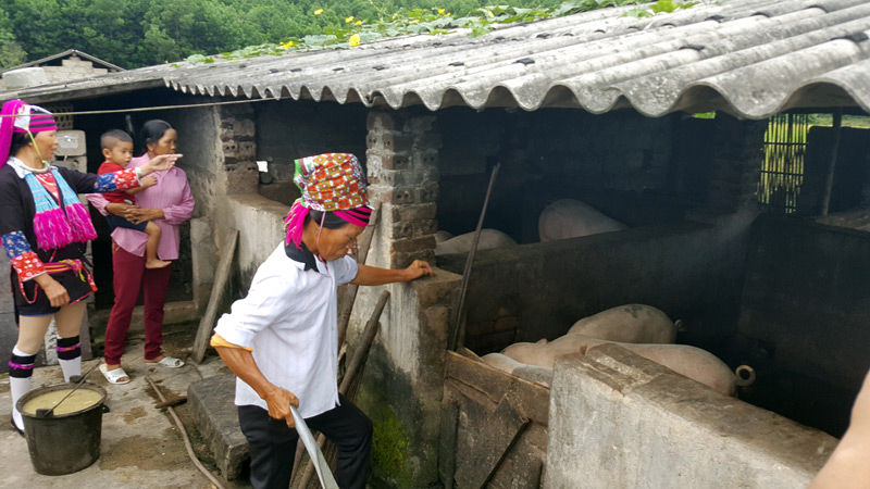 Gia đình bà Lỷ Xi Múi, bản Cấu Phùng 2 phát triển chăn nuôi và sản xuất nông nghiệp, lâm nghiệp nâng cao thu nhập.