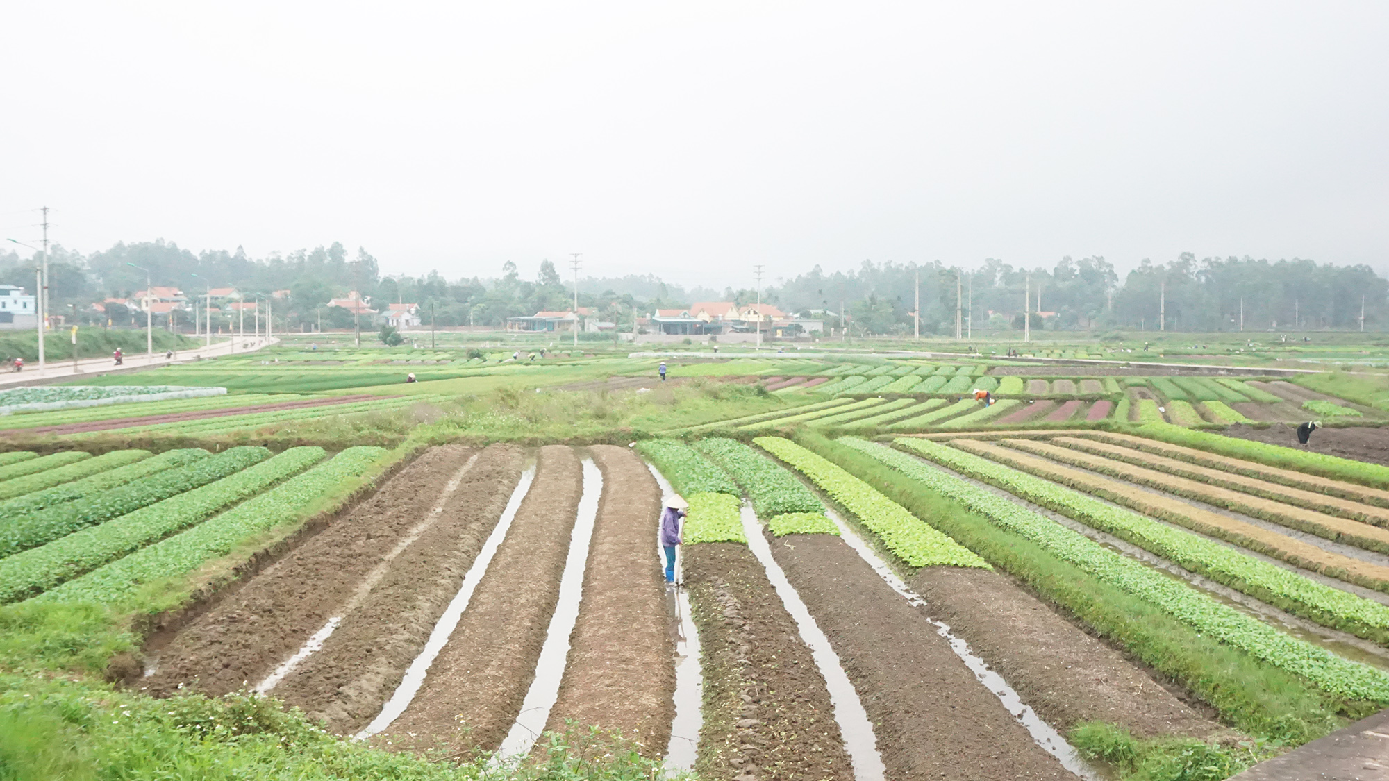 Người dân TX Quẩng Yên phấn khởi tăng gia sản xuất khi được cấp nước trở lại.