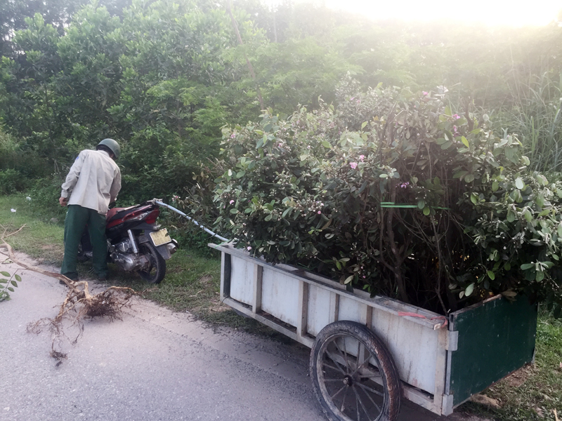 Mỗi ngày anh B, thôn Hải Yên, xã Quảng Thành đào hàng trăm gốc sim tại các khu vực đồi, rừng xã Quảng Thành, Quảng Đức.