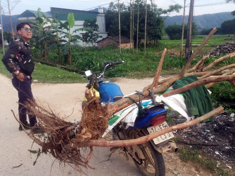 Anh Hải, bản Mày Lo ọc, xã Quảng Nghĩa vừa đi đào được mấy gốc sim từ trong bản Khe Lánh, xã Quảng Đức.