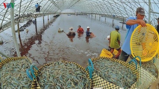 Một trong những việc cần thiết làm ngay là chuỗi cung ứng vật tư thiết yếu cho nuôi trồng và chế biến thuỷ sản không phụ thuộc vào thị trường Trung Quốc.