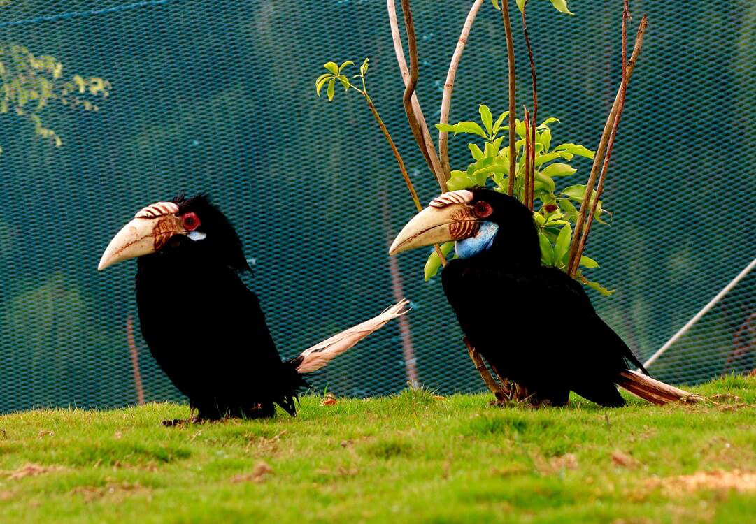 3 vườn thú safari ở Việt Nam: Tận mắt chiêm ngưỡng thế giới hoang dã với giá cực phải chăng, phù hợp với các gia đình có con nhỏ