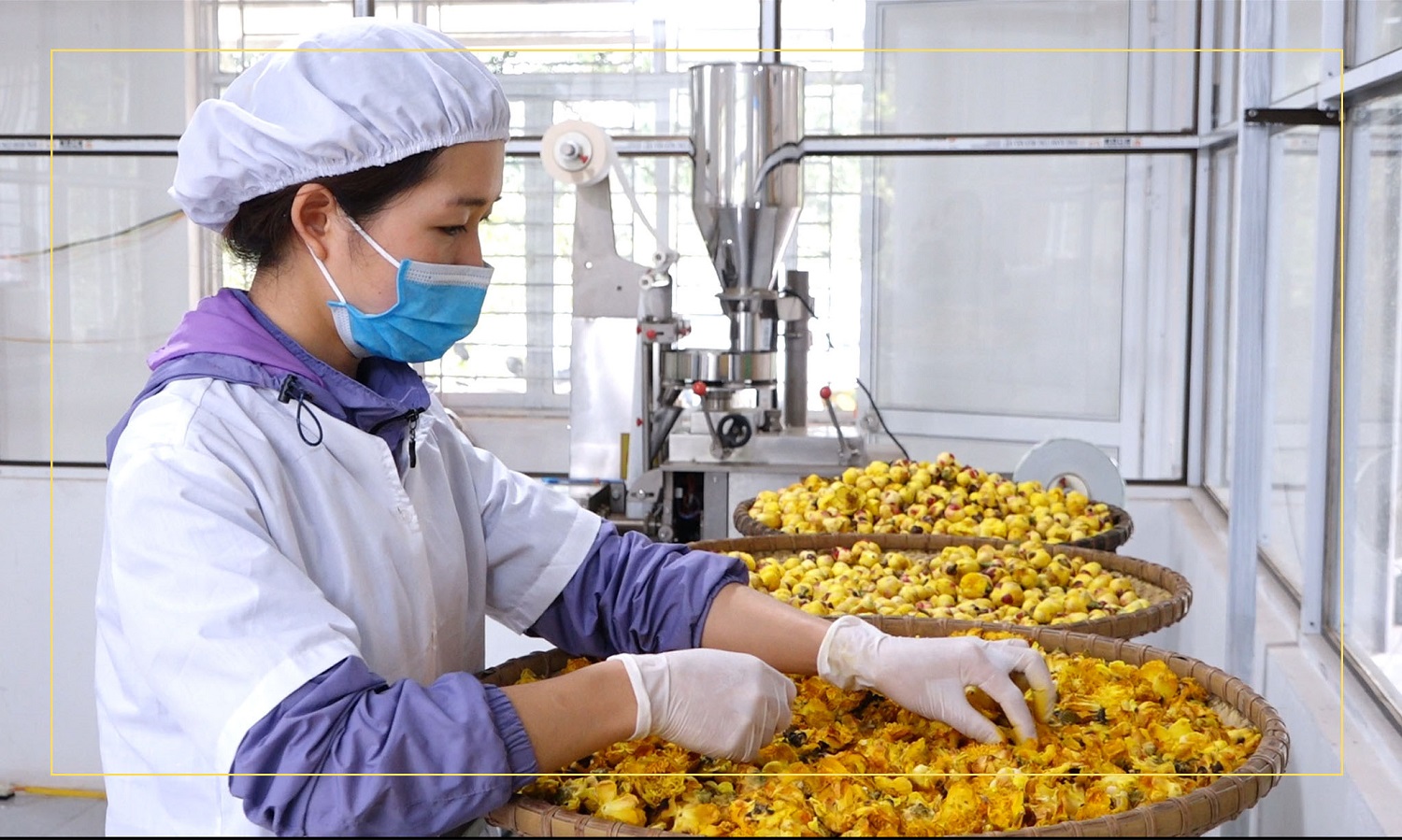 Trà hoa vàng - sản phẩm OCOP chủ đạo của huyện miền núi Ba Chẽ