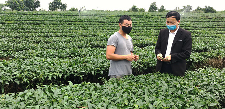 Mô hình trồng chè áp dụng quy trình Vietgap của gia đình anh Nguyễn Văn Thiện, thôn Hải Đông, xã Quảng Thành, huyện Hải Hà cho thu nhập cao.