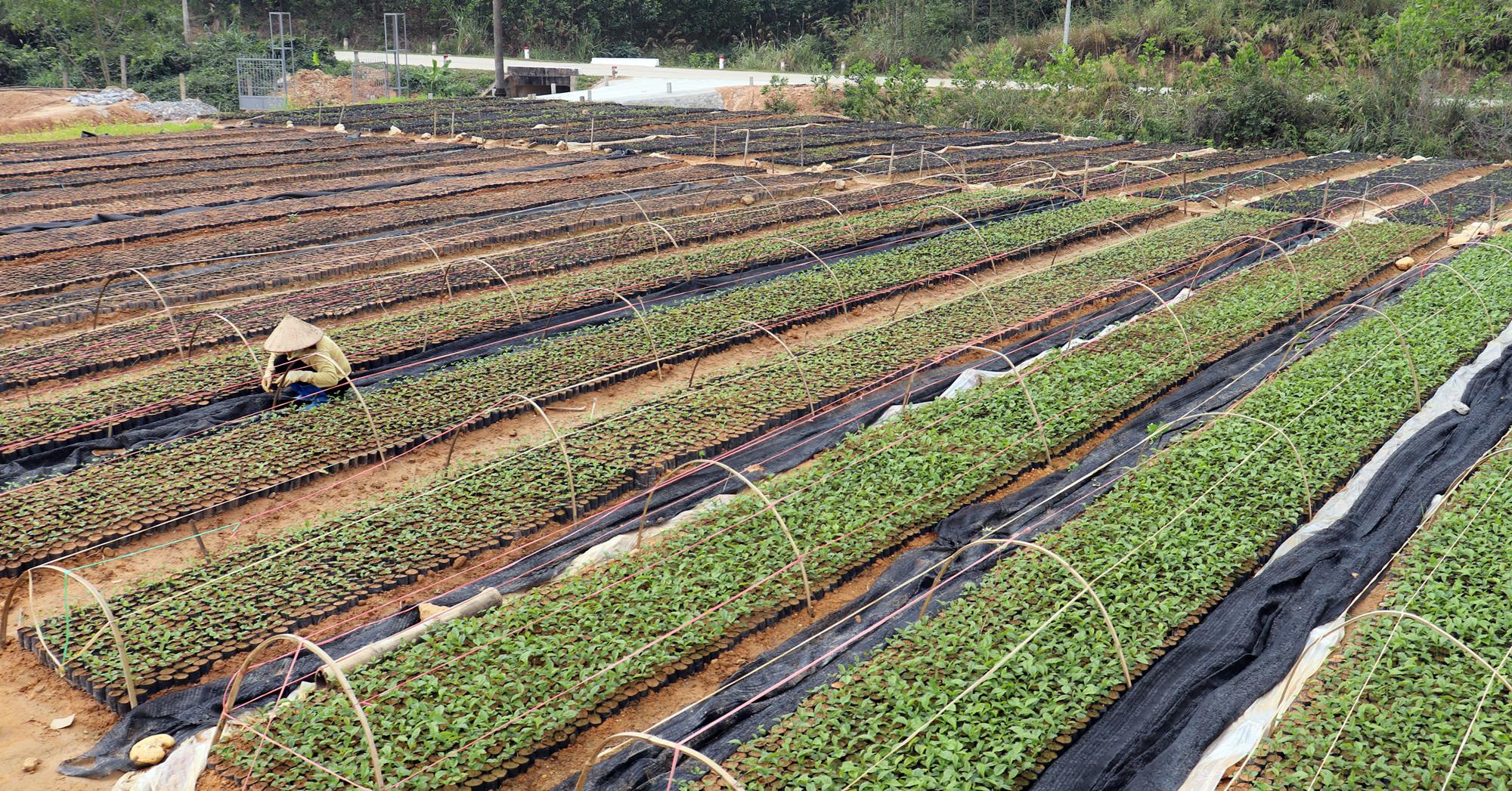 Vườn ươm giống cây lâm nghiệp rộng 4.2ha của huyện Ba Chẽ. 