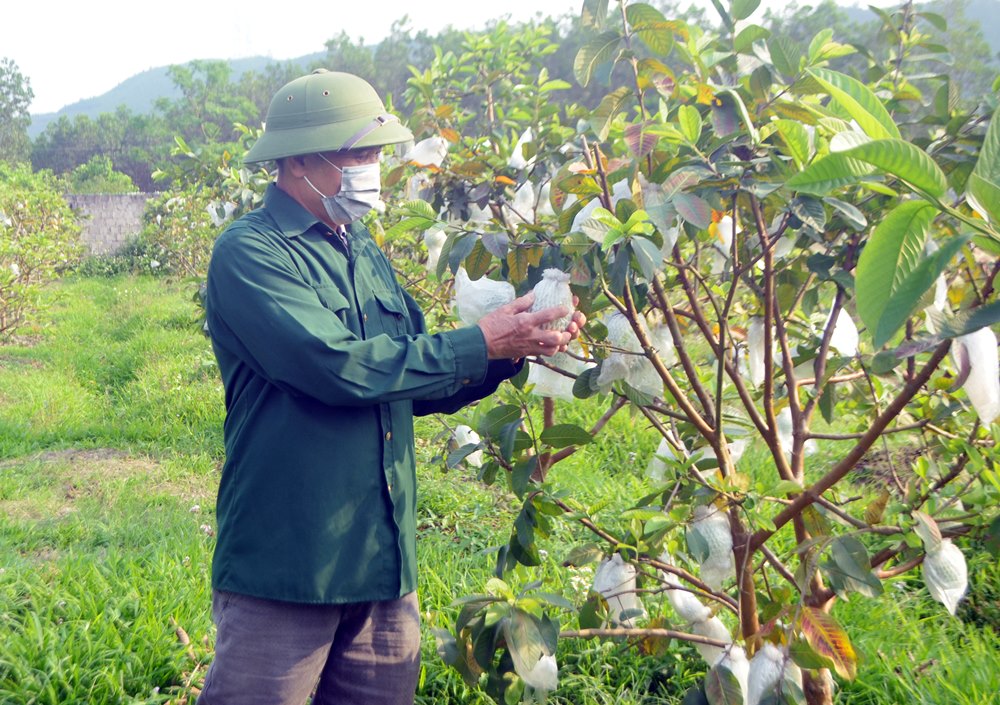 Cây ổi giống Đài Loan được CCB Vũ Văn Xuyên (thôn 1, xã Quảng La, TP Hạ Long) trồng đang đem lại hiệu quả kinh tế cao.