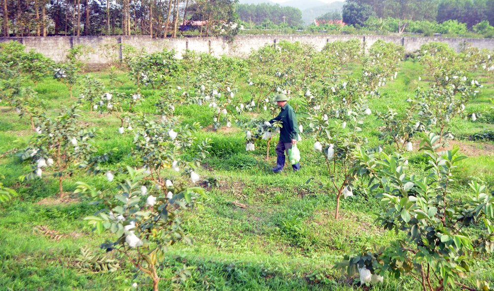 CCB Vũ Văn Xuyên là điểm sáng làm kinh tế giỏi của Hội CCB địa phương.