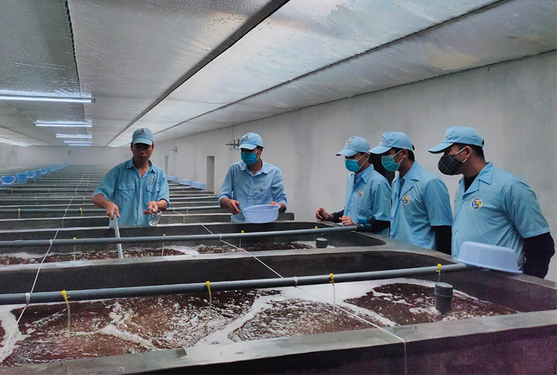 Kỹ sư Tập đoàn Việt - Úc kiểm tra chất lượng tôm giống.