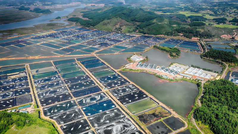 Dự án nuôi tôm công nghệ cao quy mô 128ha (quy mô ương dưỡng trên 250 triệu con giống tôm/năm) do Công ty CP Thực phẩm BIM đầu tư tại xã Đại Bình.