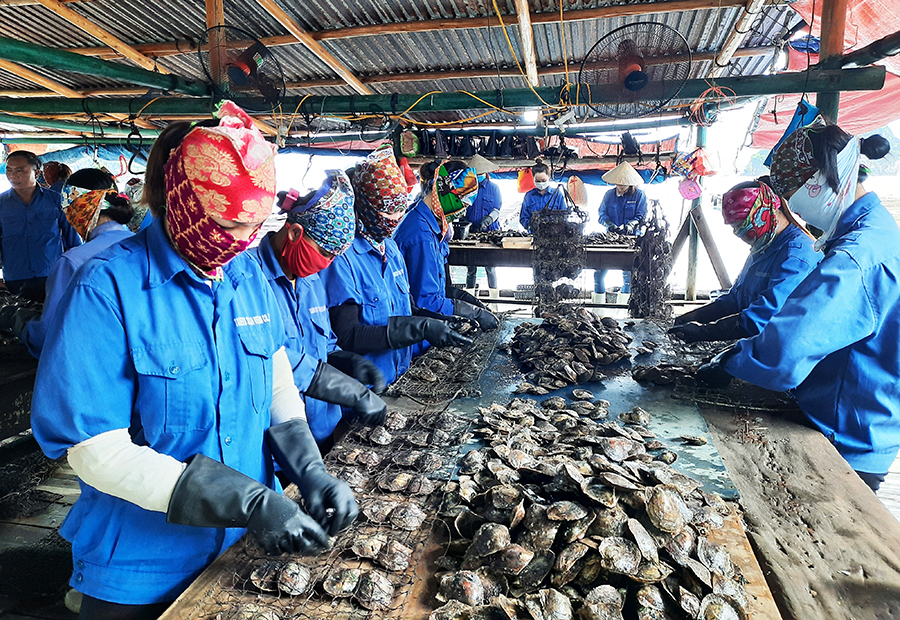 Sơ chế trai biển lấy ngọc tại vùng biển Vân Đồn.