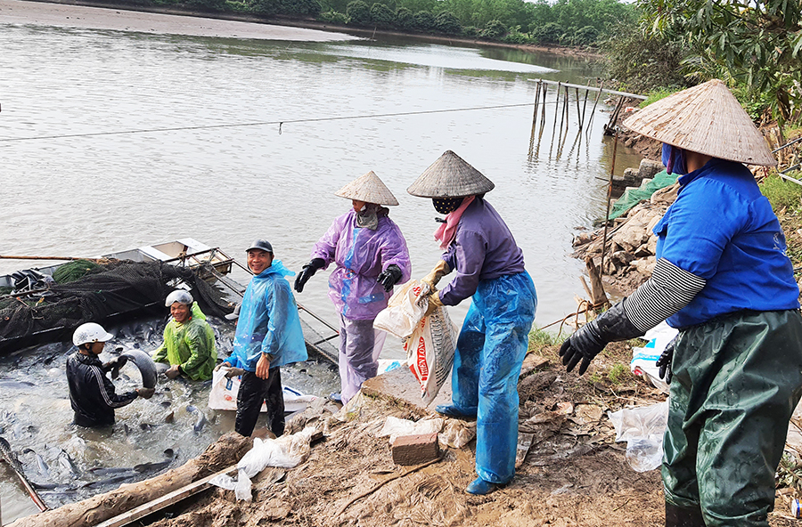 Mỗi vụ thu họach, Nguyễn Văn Đức thu cả trăm tấn cá.