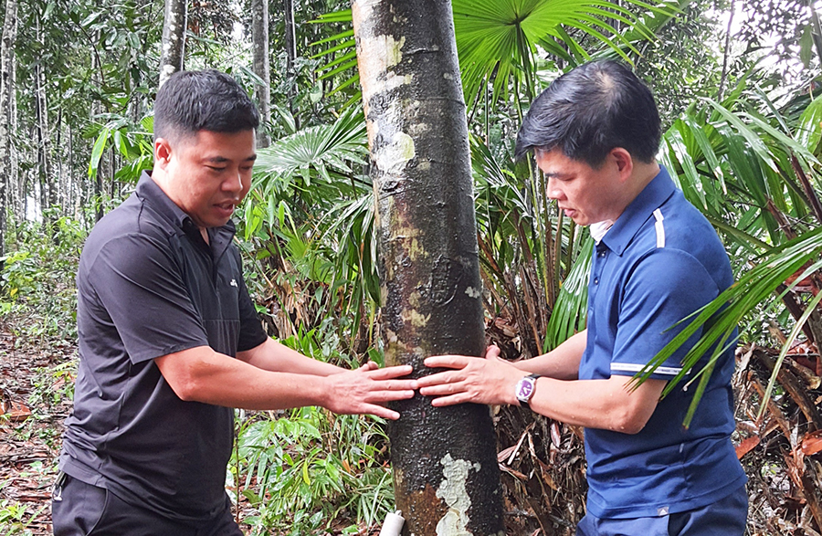 Cây quế 15 tuổi