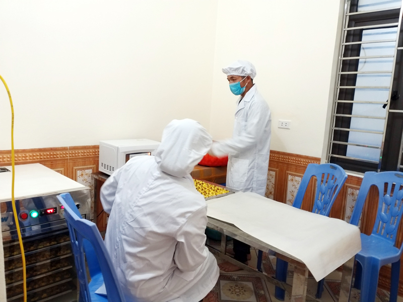 Chế biến trà hoa vàng tại Cơ sở sản xuất Trà hoa vàng Thanh Lợi, thôn Thán Phún, xã Bắc Sơn (Móng Cái)