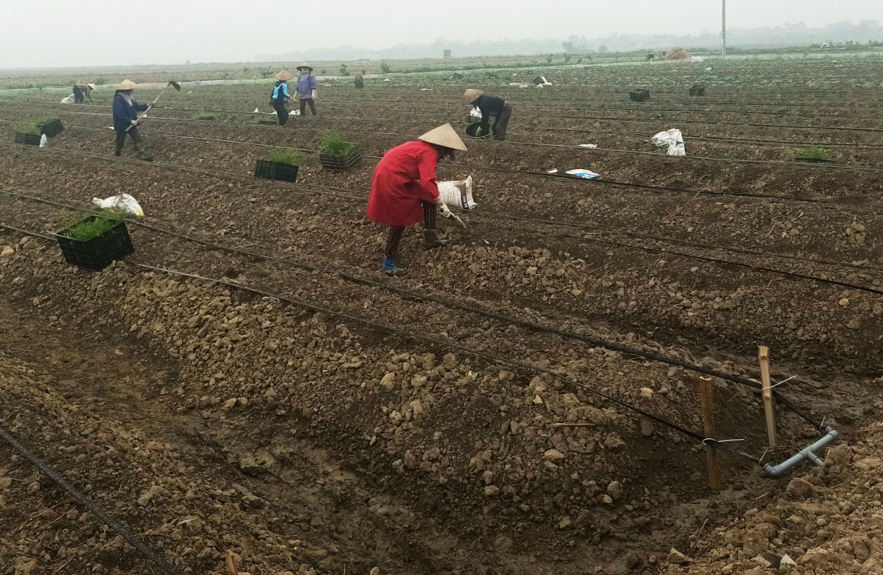 Trồng măng tây ở phường Ninh Dương, nguyên liệu sản xuất trà măng tây sản phẩm OCOP 3 sao của Hợp tác xã An Thái.