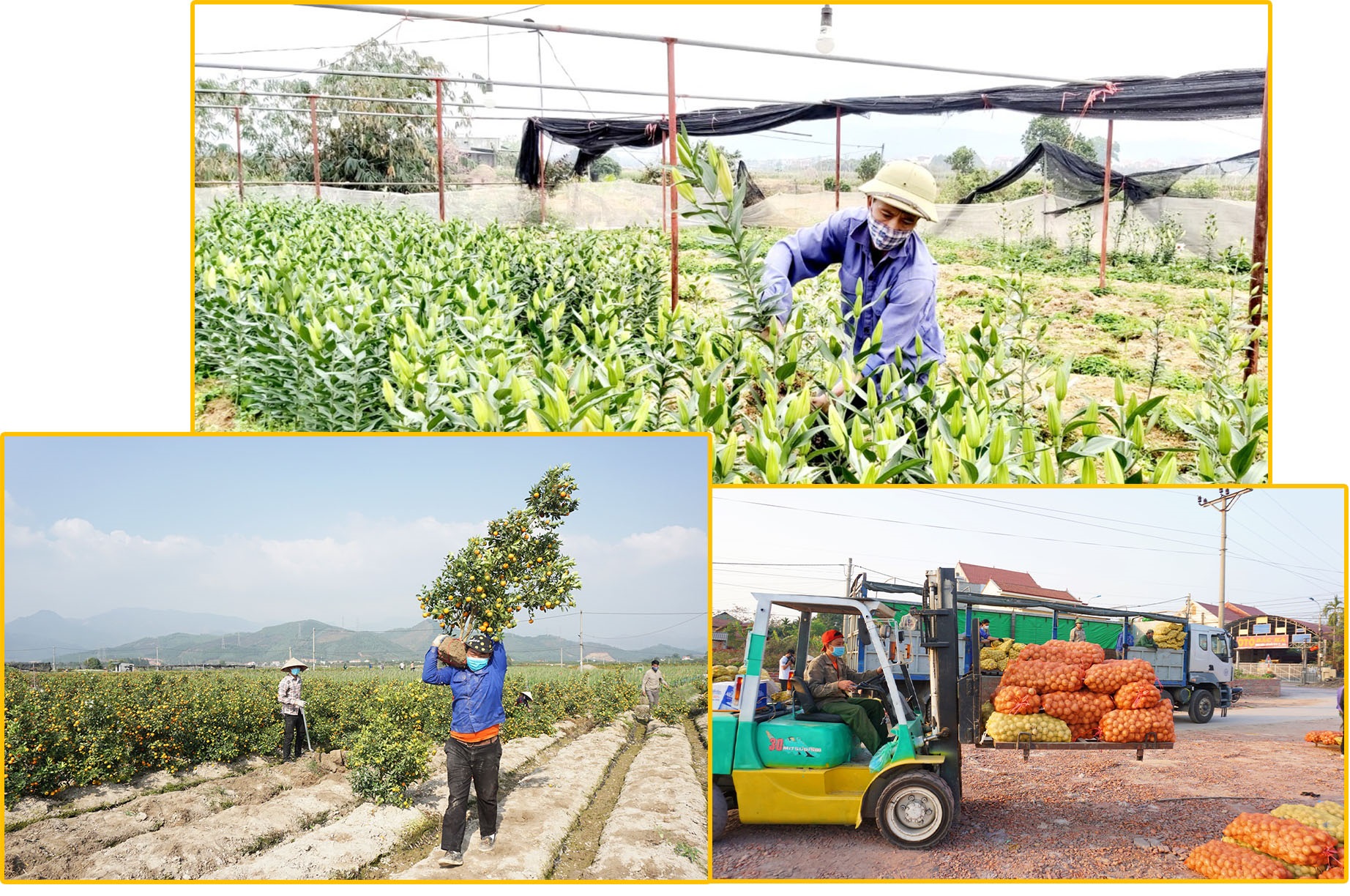 Hỗ trợ tiêu thụ nông sản cho người dân TX Đông Triều.