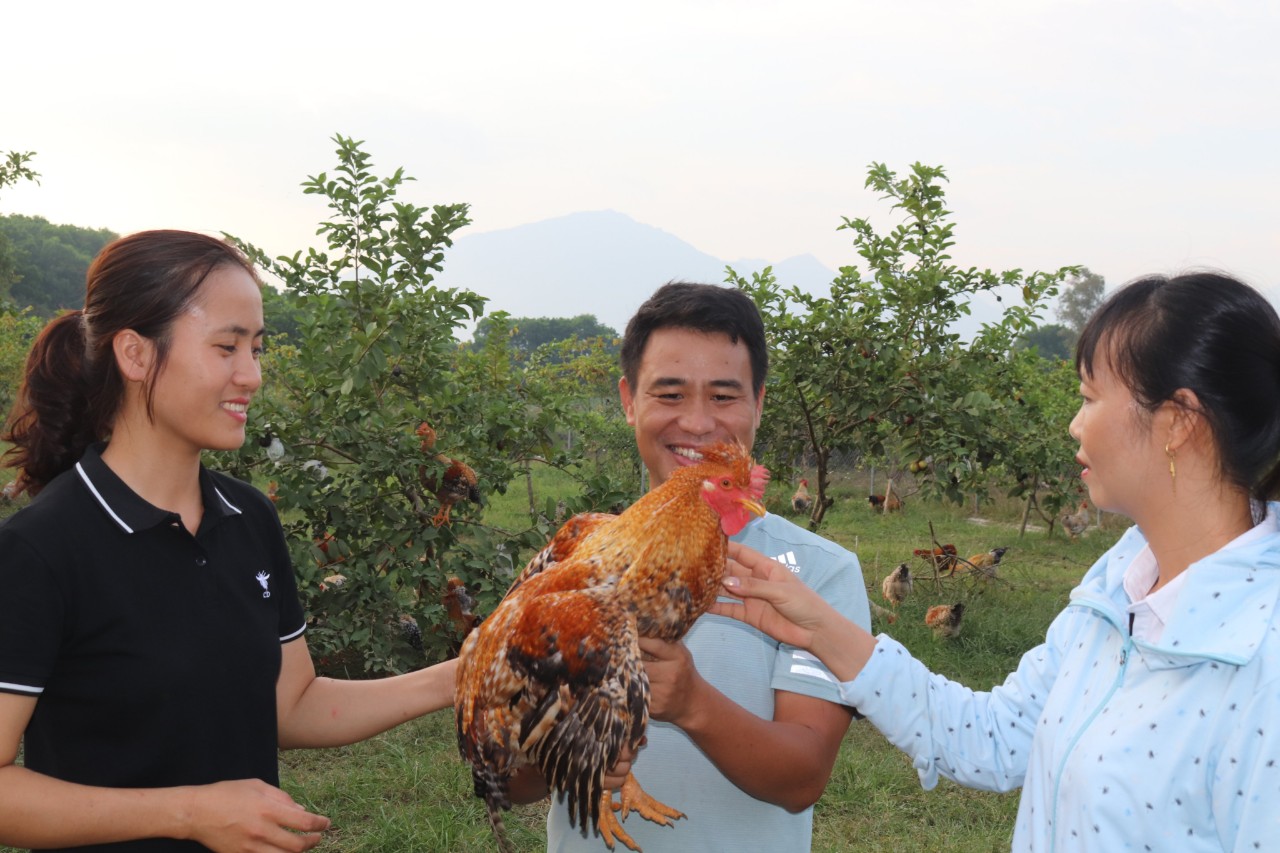 Lãnh đạo HTX Tuyền Hiền hướng dẫn xã viên kỹ thuật chăm sóc gà bản Đầm Hà.