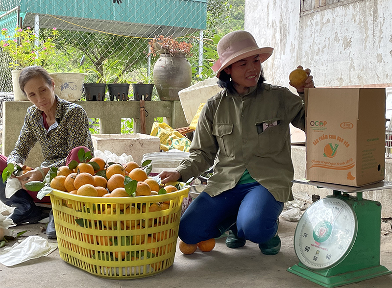 Sản phẩm cam V2 của HTX Cam Vạn Yên được tiêu thụ ổn định, mang lại hiệu quả kinh tế cao, đảm bảo lợi ích cho xã viên,