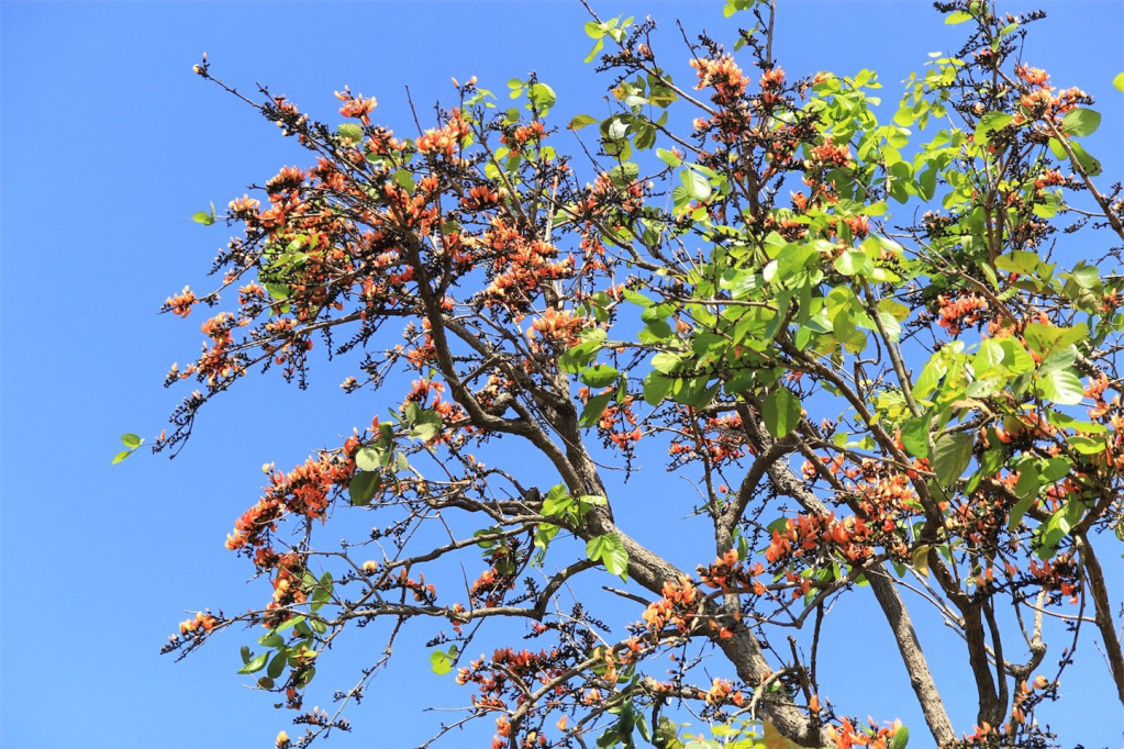 Sự khắc nghiệt không ngăn được loài hoa mlah phát triển. Loài hoa này nở trong khoảng 2 tháng Tết Nguyên đán, đây cũng là thời điểm người dân nơi đây gọi là 