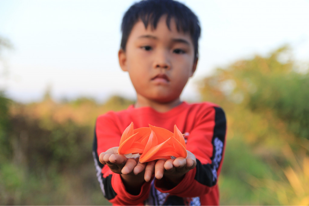 Tuổi thơ của những em nhỏ dân tộc Ja Rai gắn với hoa mlah, bởi khi hoa rụng đỏ gốc sẽ được các em nhặt làm đồ chơi, hút mật hoa. 