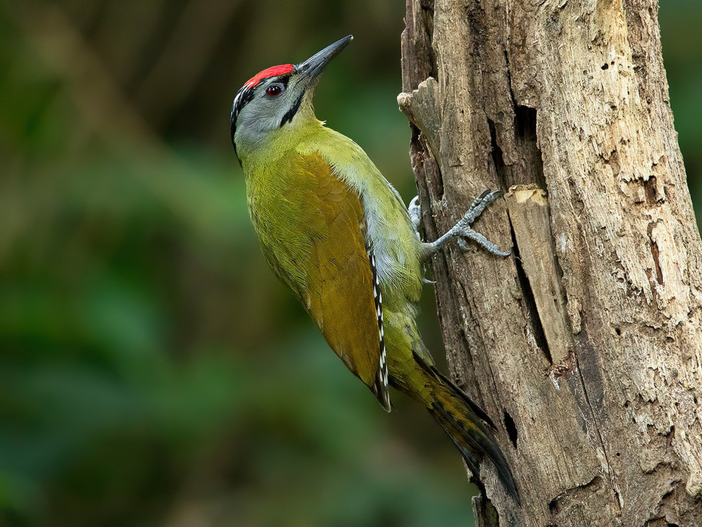 Chim gõ kiến xanh gáy đen (Picus canus) dài 30-34 cm, là loài định cư không phổ biến đến tương đối phổ biến trong cả nước (trừ Bắc Trung Bộ). Chúng sống ở các vùng rừng trống trải, phổ biến hơn trong rừng rụng lá và rừng thông tự nhiên. Ảnh: eBird.