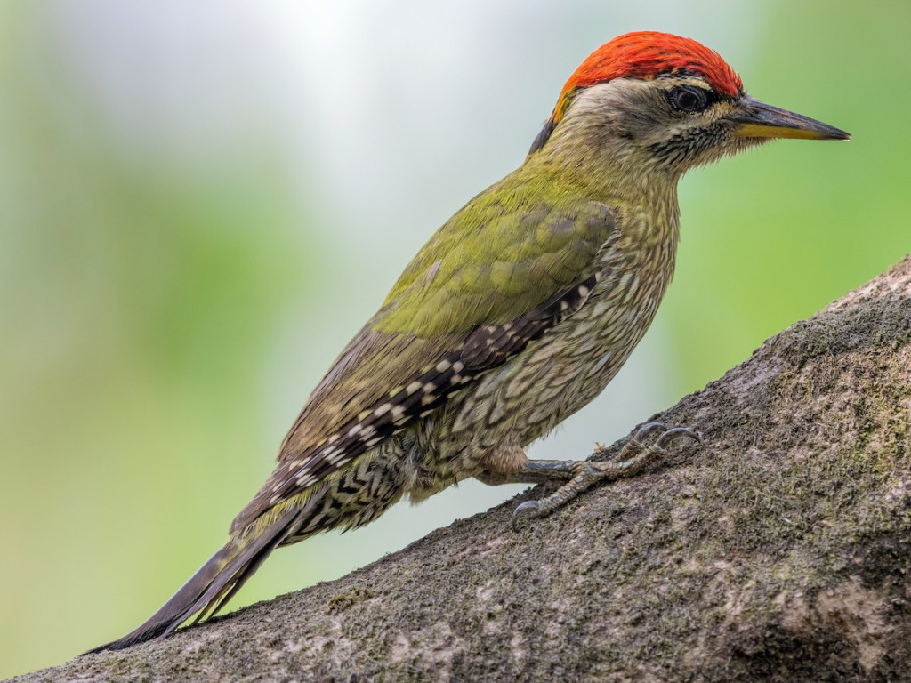 Chim gõ kiến xanh bụng vằn (Picus xanthopygaeus) dài 27-30 cm, là loài định cư không phổ biến tại Nam Trung Bộ và Nam Bộ (VQG Yok Đôn). Chúng sống ở rừng khô rụng lá, cây tại các khu vực trống trải. Ảnh: eBird