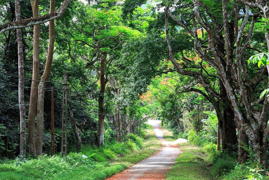 Là hình ảnh thu nhỏ tiêu biểu của rừng nhiệt đới Đông Nam Á, rừng Cúc Phương là một điểm đến lý tưởng cho mọi đối tượng từ khám phá thiên nhiên, nghỉ dưỡng.