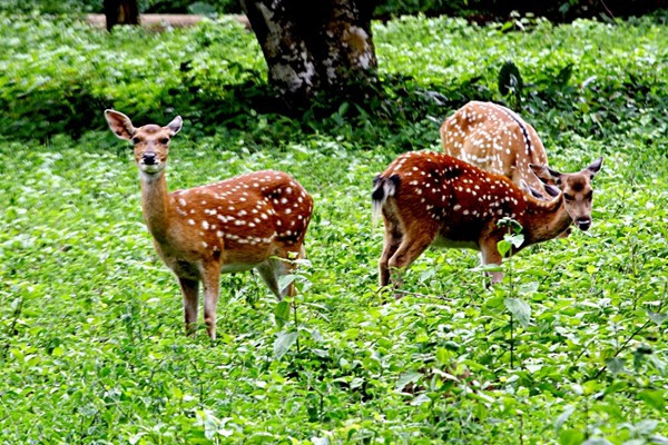 Hệ động vật với gần 700 loài động vật có xương sống gồm trên 300 loài chim, hơn 100 loài thú, trên 100 loài bò sát và lưỡng cư, cá… trong đó có loài voọc đen mông trắng rất đẹp và hiếm, được chọn làm biểu tượng của rừng Quốc gia Cúc Phương.