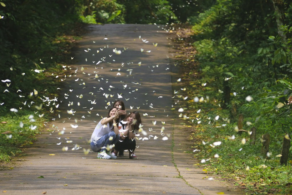 Trong số đó, nhiều nhất là loài bướm trắng hay còn gọi là bướm cải.