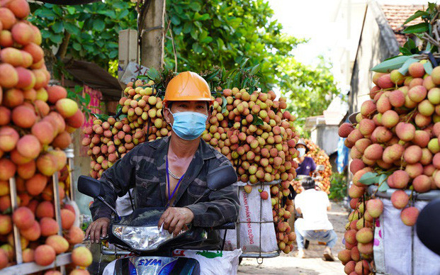 Bắc Giang có ngày bán tới 9.000 tấn vải - Ảnh 1. Bắc Giang có ngày bán tới 9.000 tấn vải - Ảnh 1.