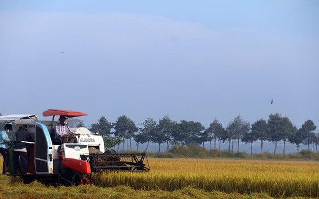 Thu hoạch lúa vụ mùa. (Ảnh: Hoàng Nhị/TTXVN)