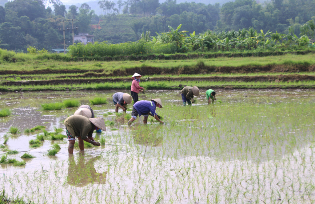 Bà con nông dân trên địa bàn huyện đang tích cực gieo cấy vụ mùa.