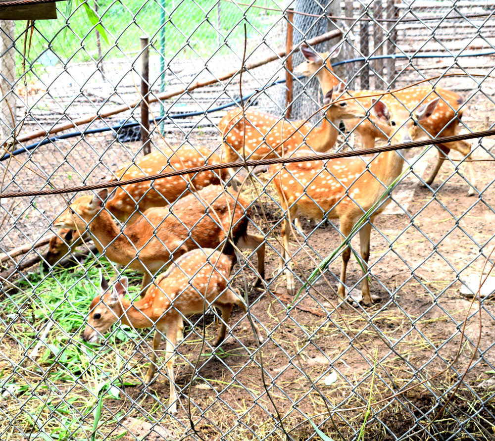 Tuy là xã đảo, nhưng nhiều hộ dân còn phát huy thế mạnh của rừng đồi, phát triển nghề nuôi động vật hoang dã như hươu sao, lợn rừng. Thắng lợi nằm rất gần với đảo Ngọc Vừng có bãi bển Trường Chinh rất đẹp, giúp du khách thỏa mãn với hành trình du lịch khám phá biển, đảo.