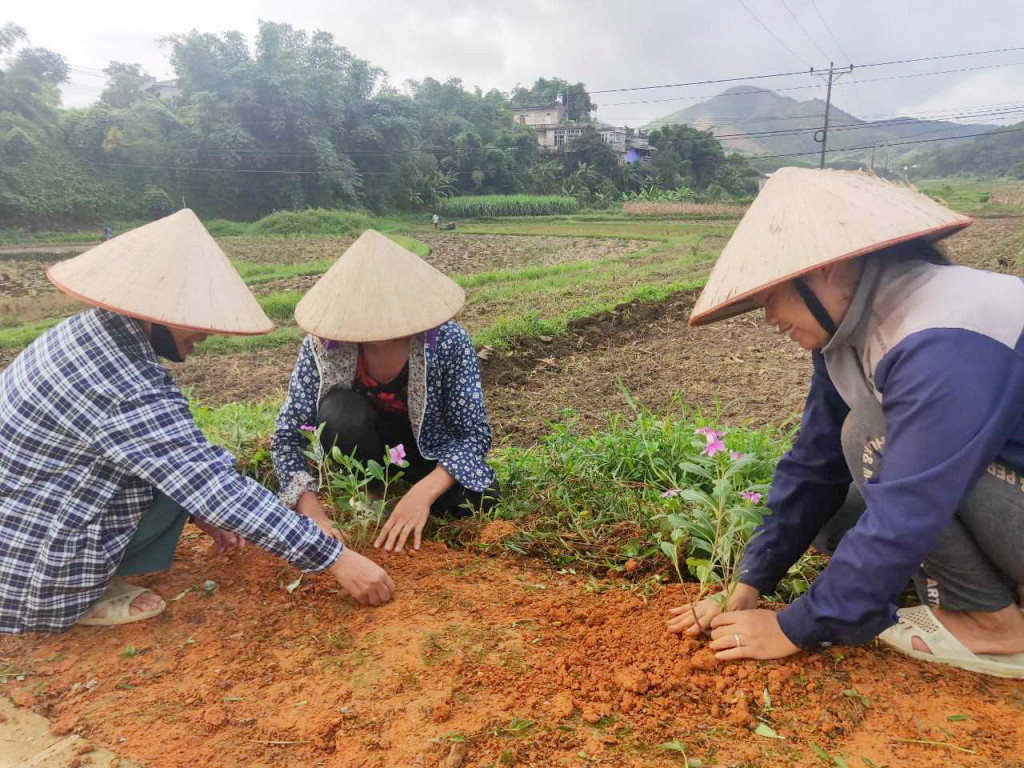 Nhân dân thôn Làng Mô, xã Đồn Đạc, huyện Ba Chẽ, trồng cây dọc đường làng. (Ảnh: Trung tâm TT-VH Ba Chẽ)