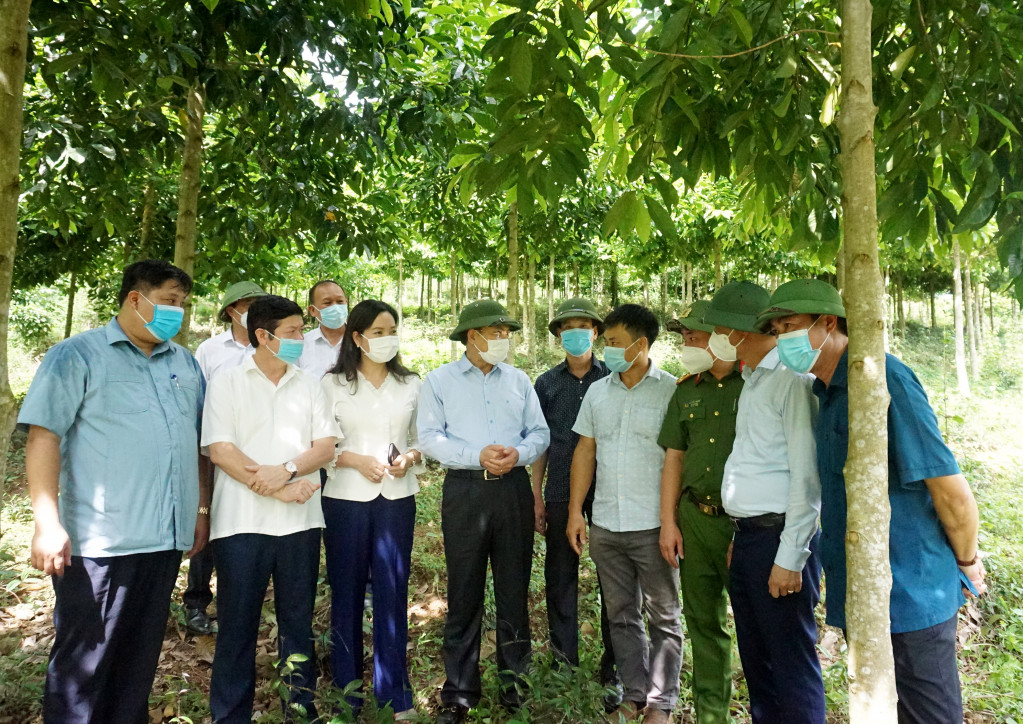 Đồng chí Nguyễn Xuân Ký, Ủy viên Trung ương Đảng, Bí thư Tỉnh ủy, Chủ tịch HĐND tỉnh kiểm tra rừng cây dổi tại Công ty Cổ phần Phát triển rừng bền vững (huyện Ba Chẽ).