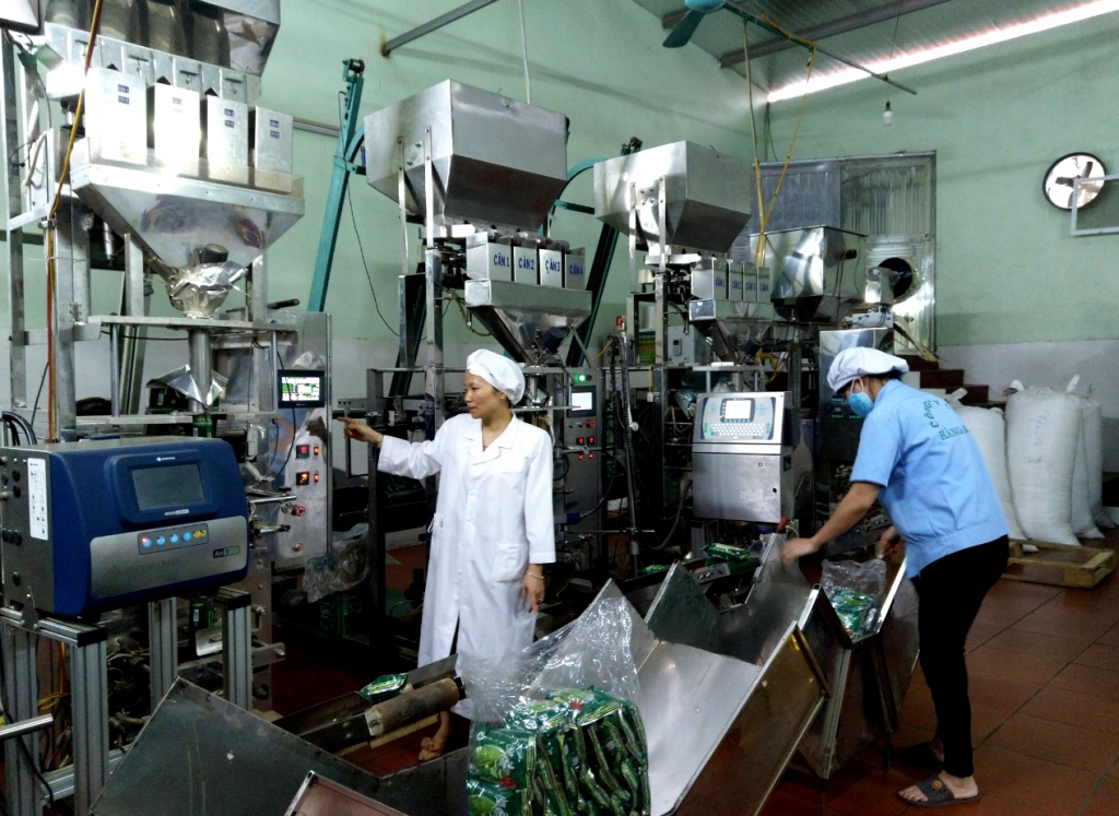 Công ty TNHH chè Hằng Nga (TP Hạ Long) áp dụng công nghệ tiên tiến vào sản xuất, chế biến chè.