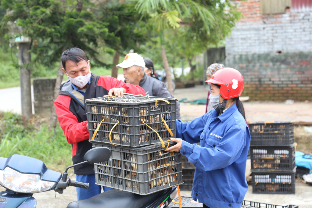 Một hộ nghèo xã Lê Lợi, TP Hạ Long nhận gà giống do Ban Chỉ đạo giảm nghèo thành phố và các doanh nghiệp hỗ trợ vào tháng 10/2021.