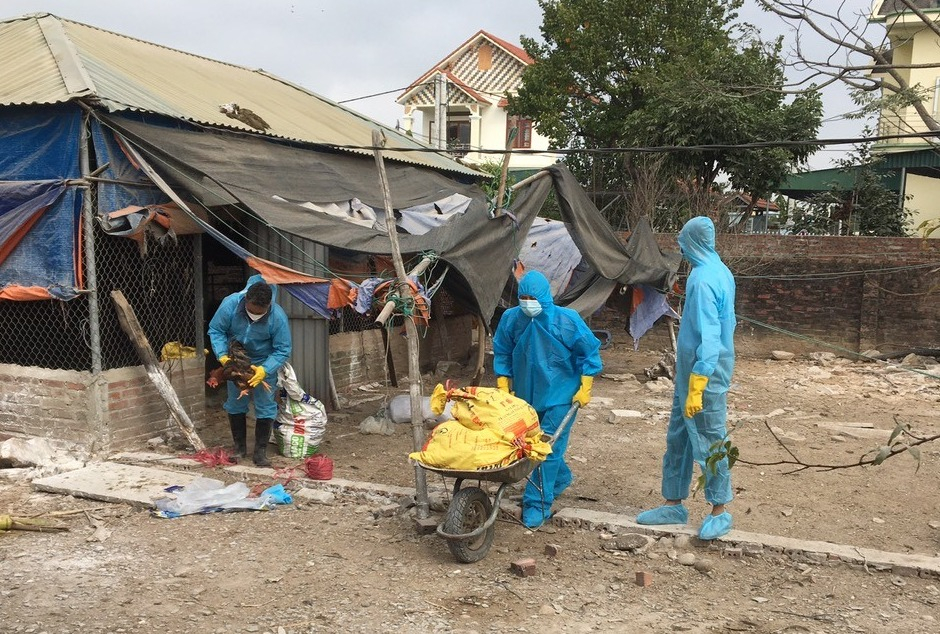 Ổ dịch cúm gia cầm H5N8 thứ 2 xuất hiện tại huyện Hải Hà.