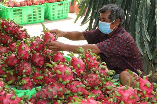 Tìm giải pháp hỗ trợ các địa phương tiêu thụ trái thanh long hình ảnh 1 Tim giai phap ho tro cac dia phuong tieu thu trai thanh long hinh anh 1